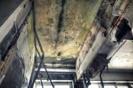 Best Commercial Mold Inspection in East Niles, CA